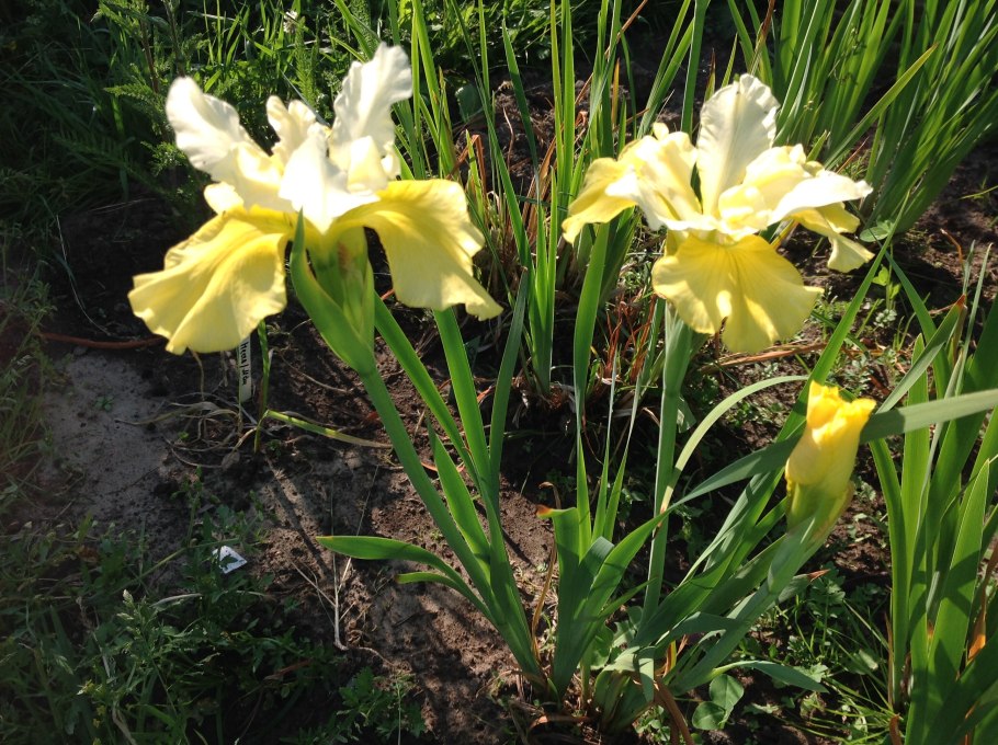 Ирис Сибирский (Iris sibirica &#96;Butter and Sugar&#96;)