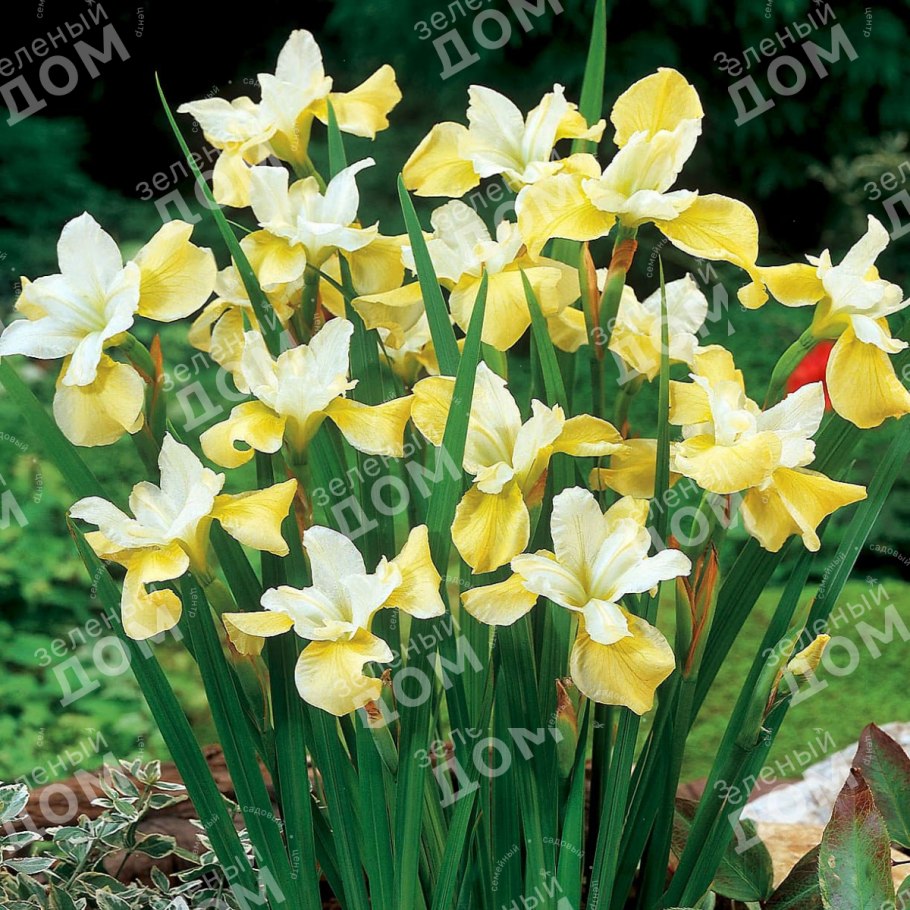 Iris sibirica Black Gamecock