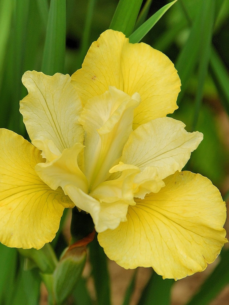 Ирис Мун Силк (Сибирский)