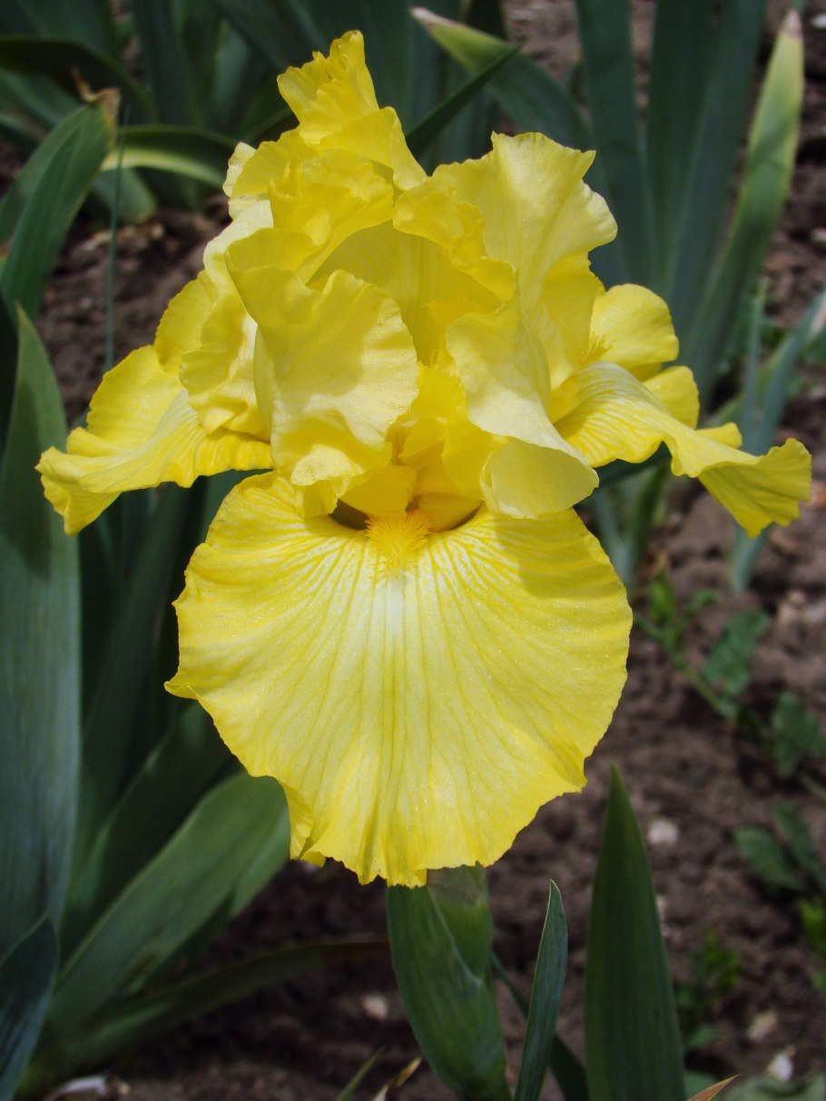 Продажа в аптеке Ирис Сибирский используют в аптеке