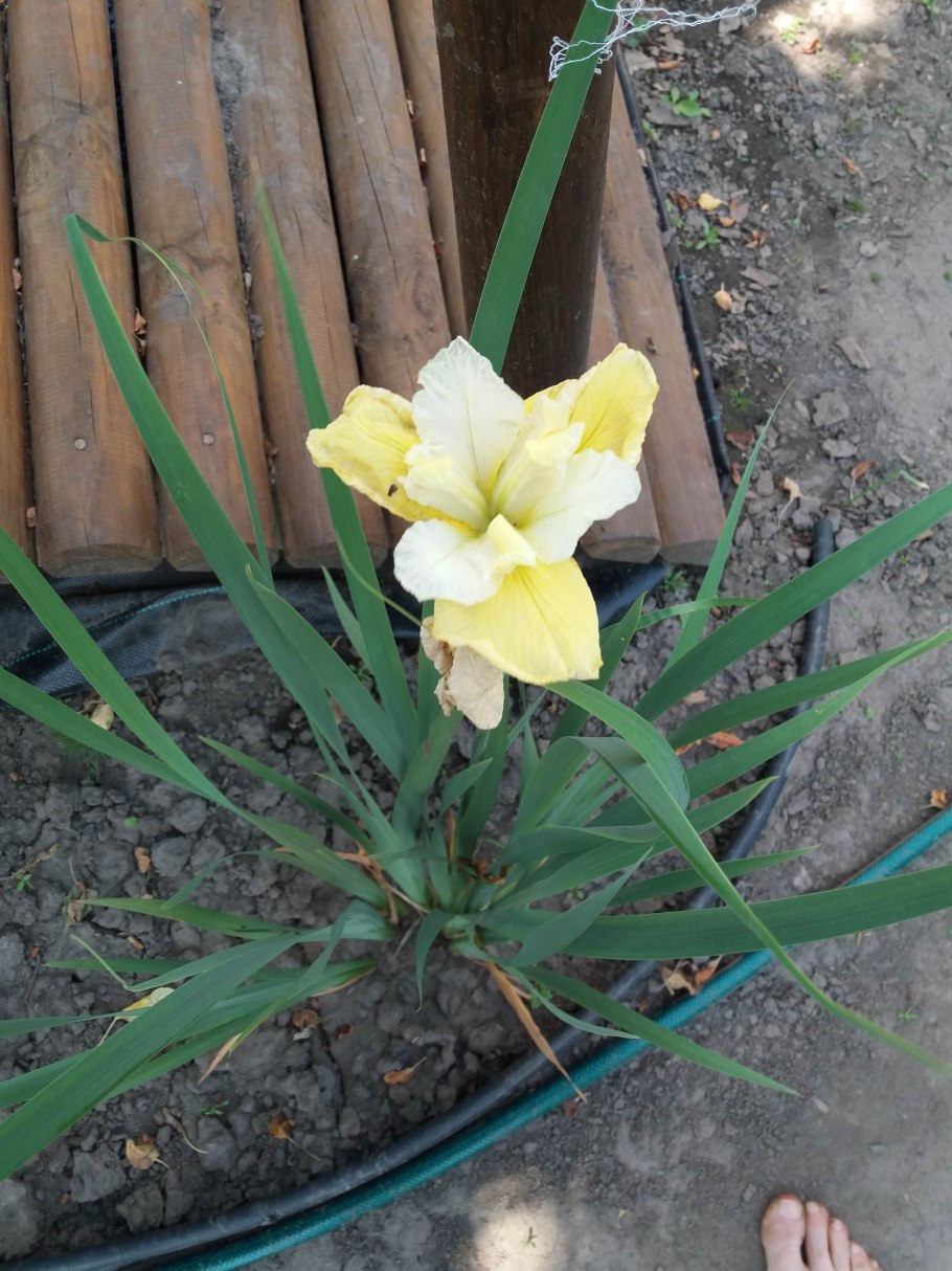 Ирис Сибирский пеннивистл