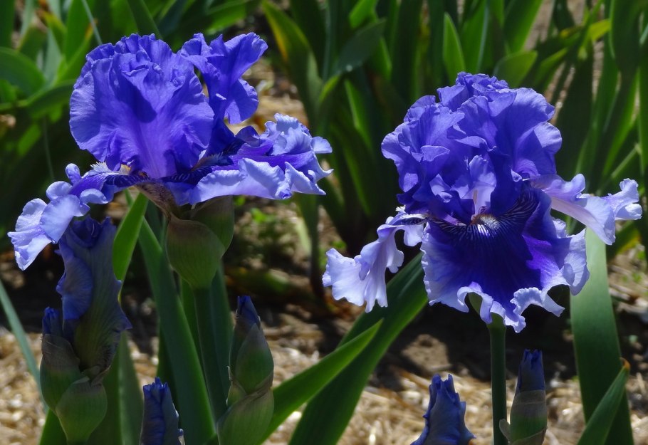 Ирис Сибирский Concord Crush