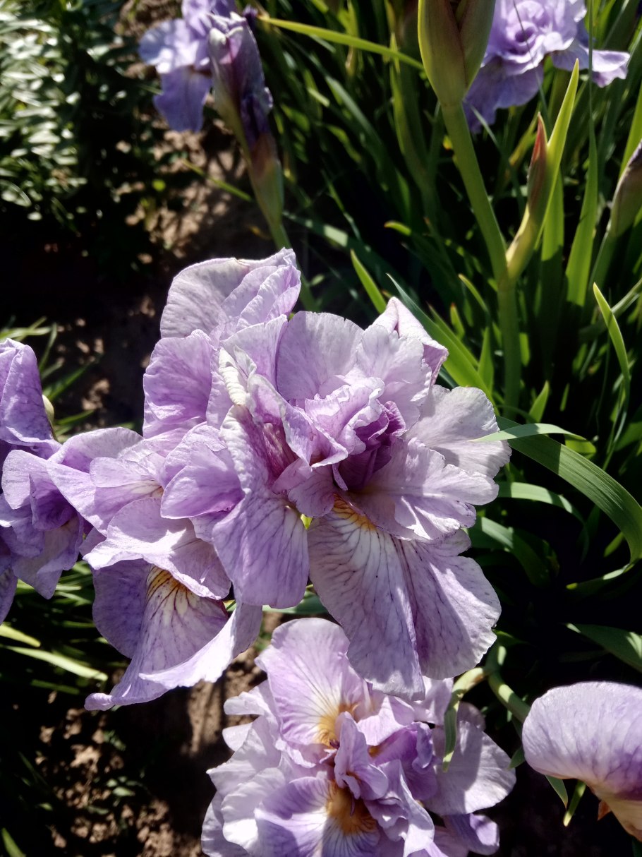 Ирис Сибирский Butter and Sugar