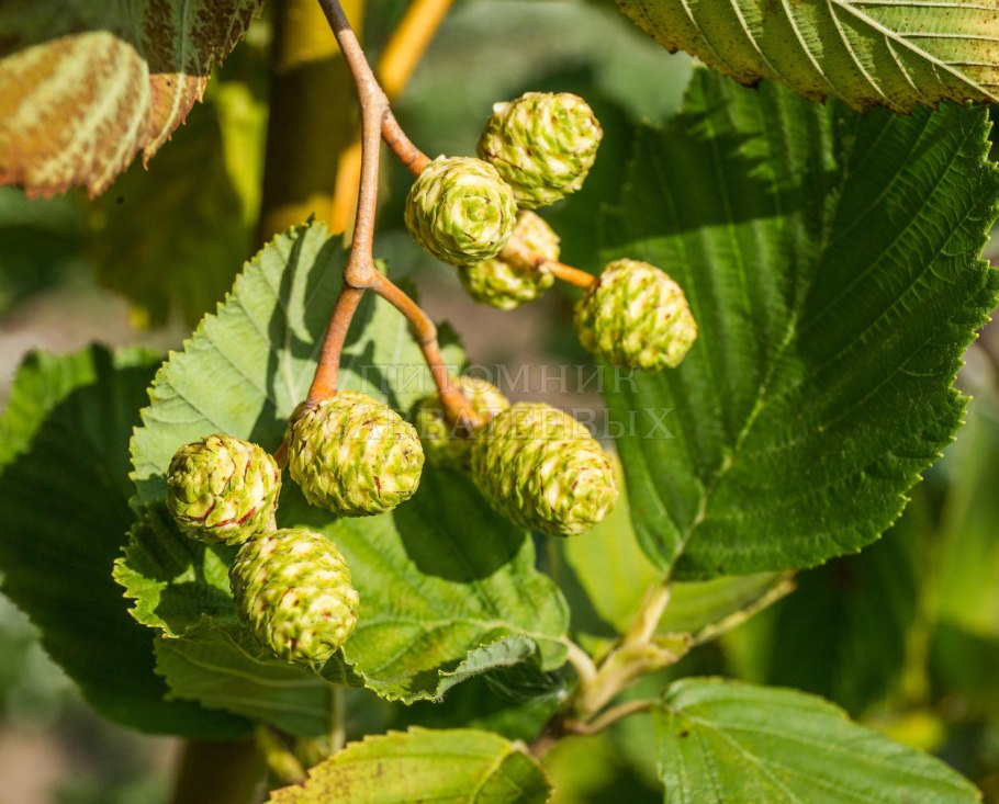 Ольха серая, или ольха белая (Alnus incana)