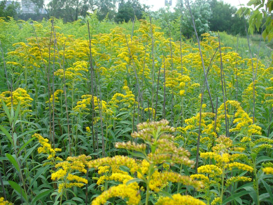 Золотарник Цитронелла