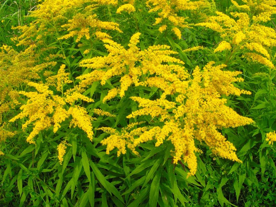Золотарник Solidago "Sweety"