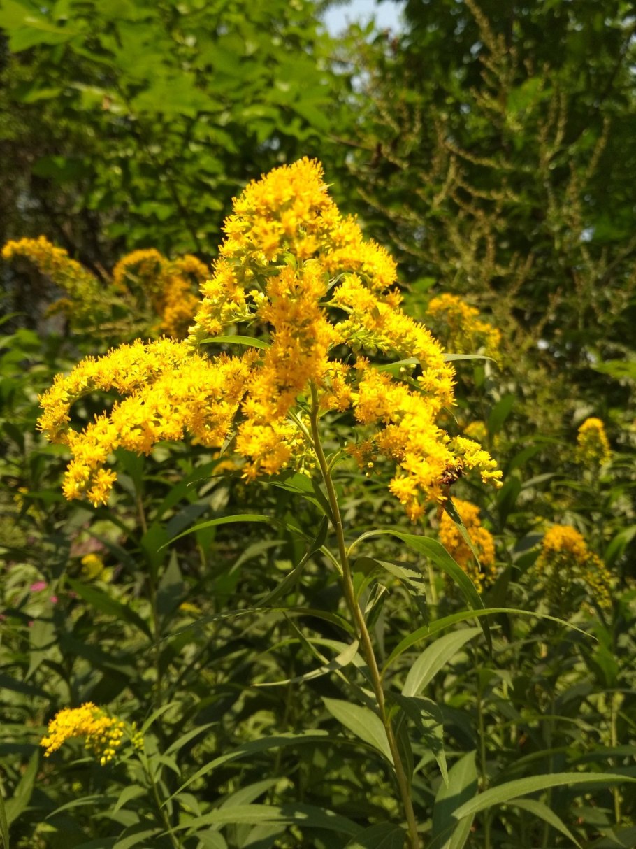 Золотарник гигантский