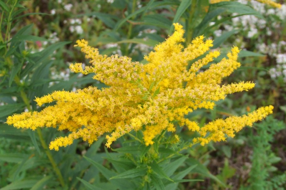 ‘Citronella’ золотарник