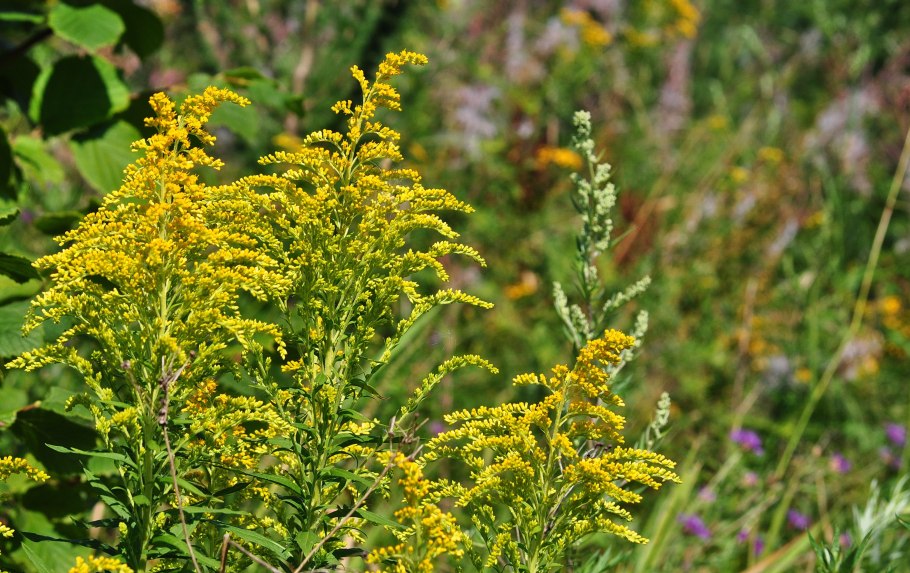 Золотарник Нана