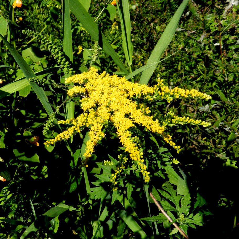 Золотарник канадский (Solidago canadensis)