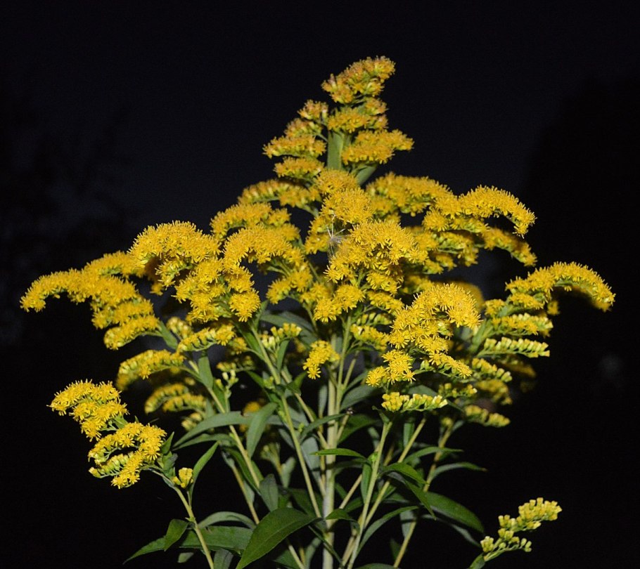 Золотарник солидаго