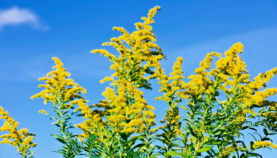 Золотарник канадский (Solidago canadensis)