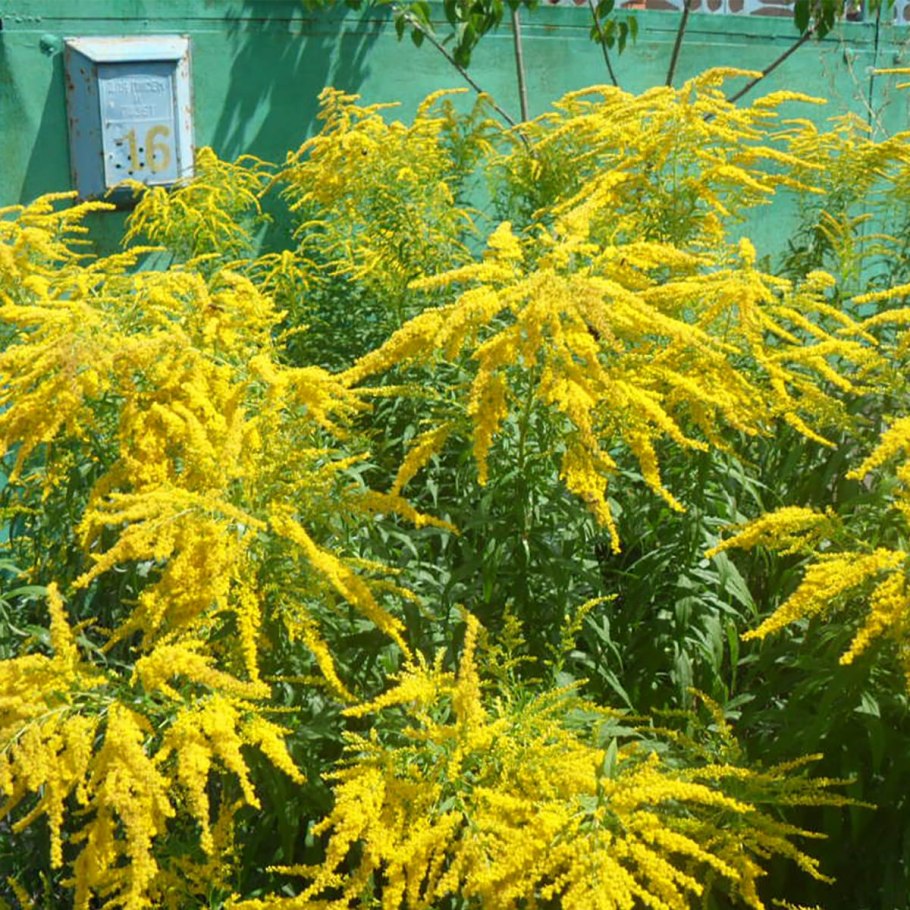 Амброзия полыннолистная