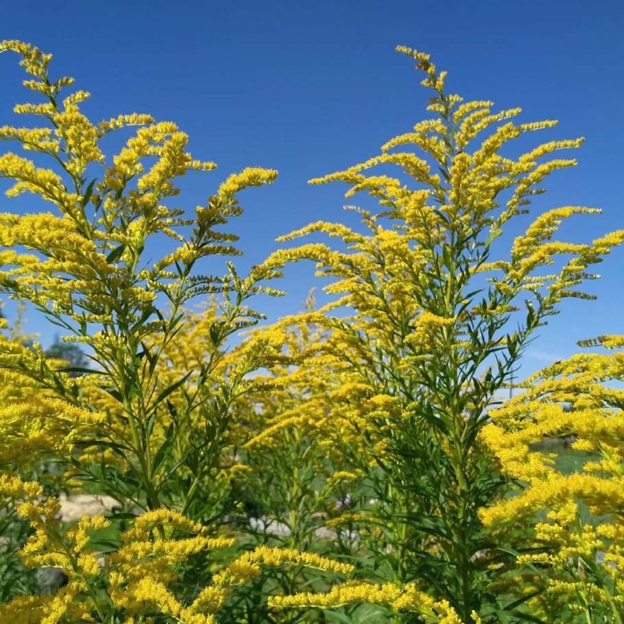 Амброзия золотарник