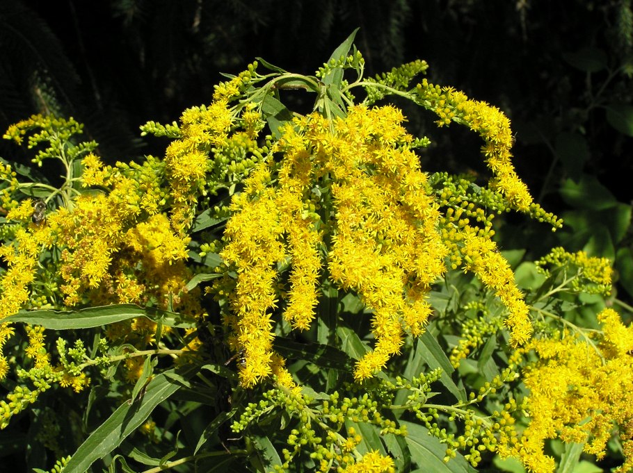 Золотарник "Golden Dwarf" (Solidago altissima)