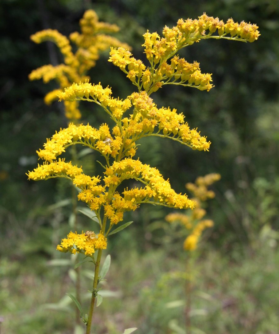 Золотарник обыкновенный solidago virgaurea
