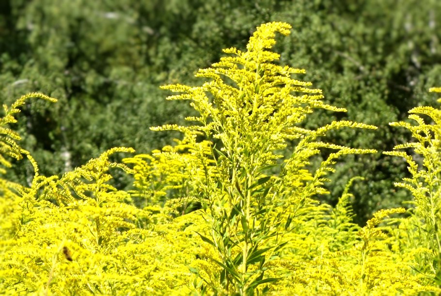 Амброзия золотарник