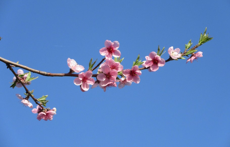 Весна ветка небо