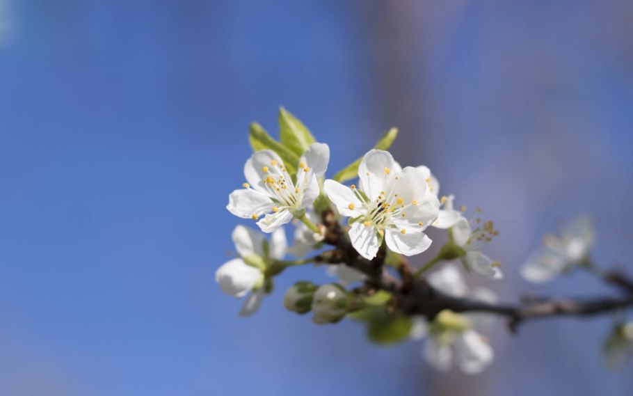 Цветущая абрикоса Весна