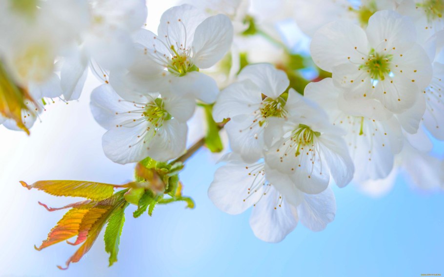 Цветущие ветки