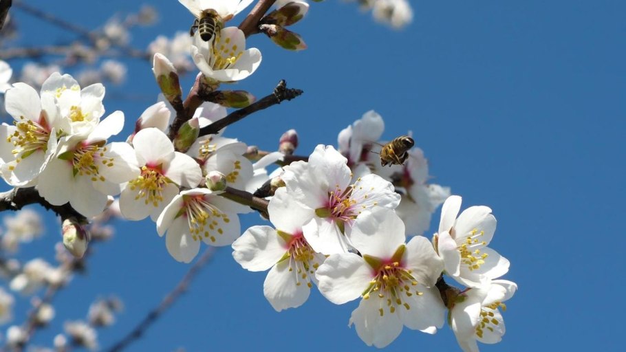 Цветущие деревья