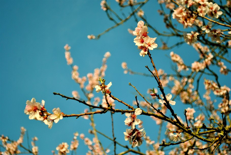 Ветка дерева