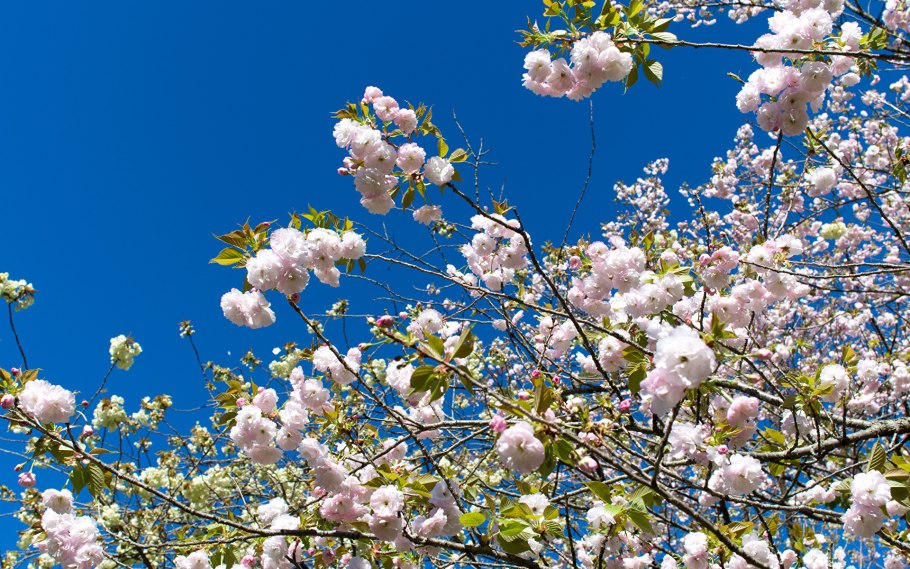 Весна в цвету