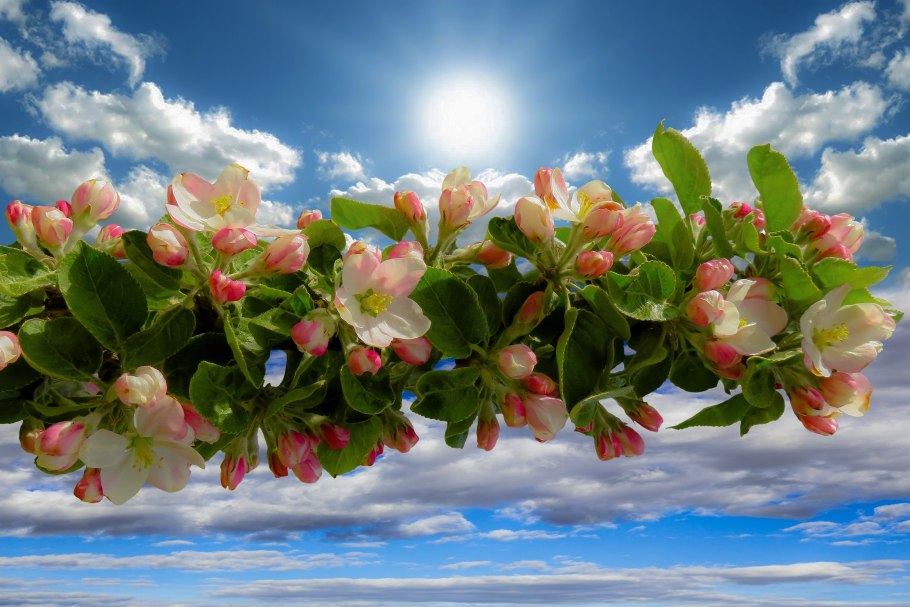 Яблоневый цвет