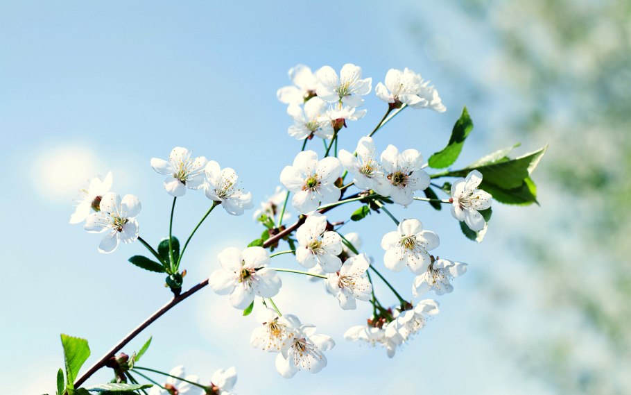 Яблони в цвету