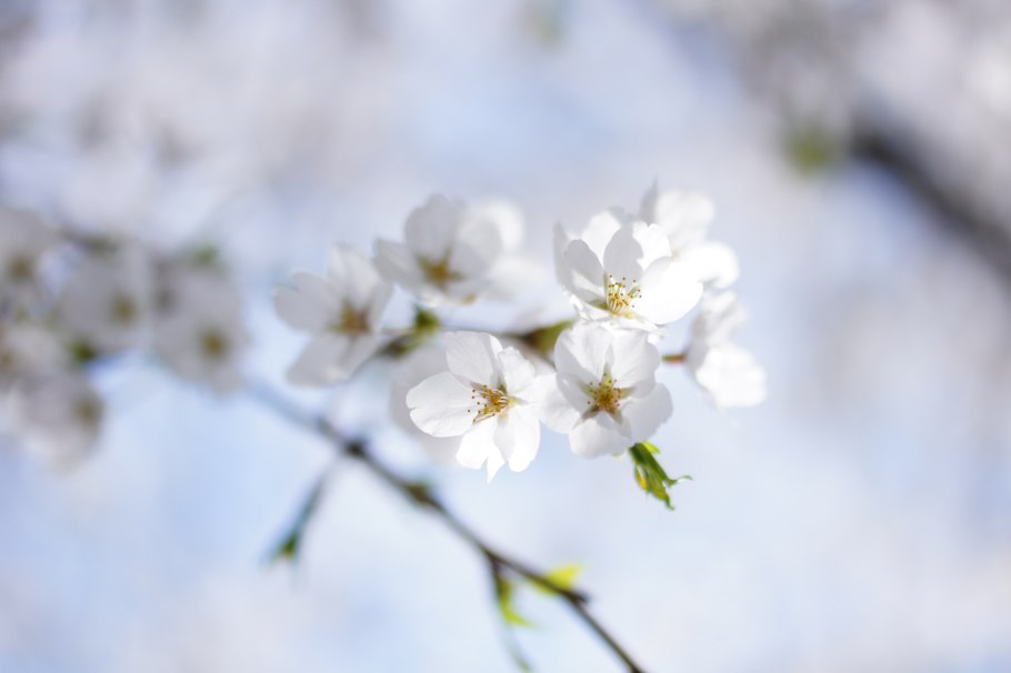 Цветущая ветка небо