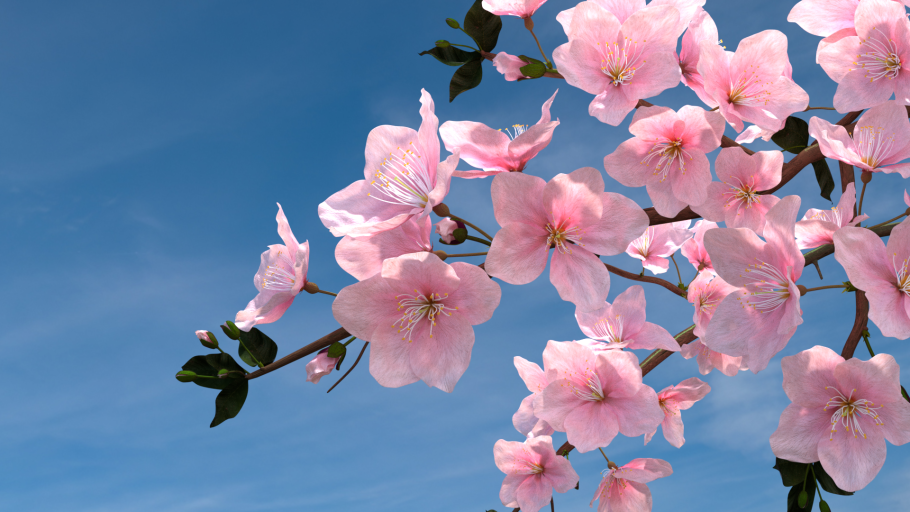 Сакура на фоне голубого неба