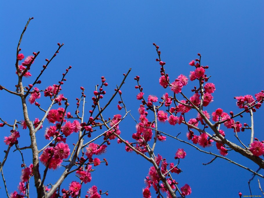 Цветущие ветви деревьев