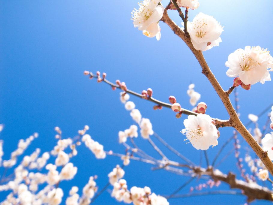 Ветка цветущей вишни