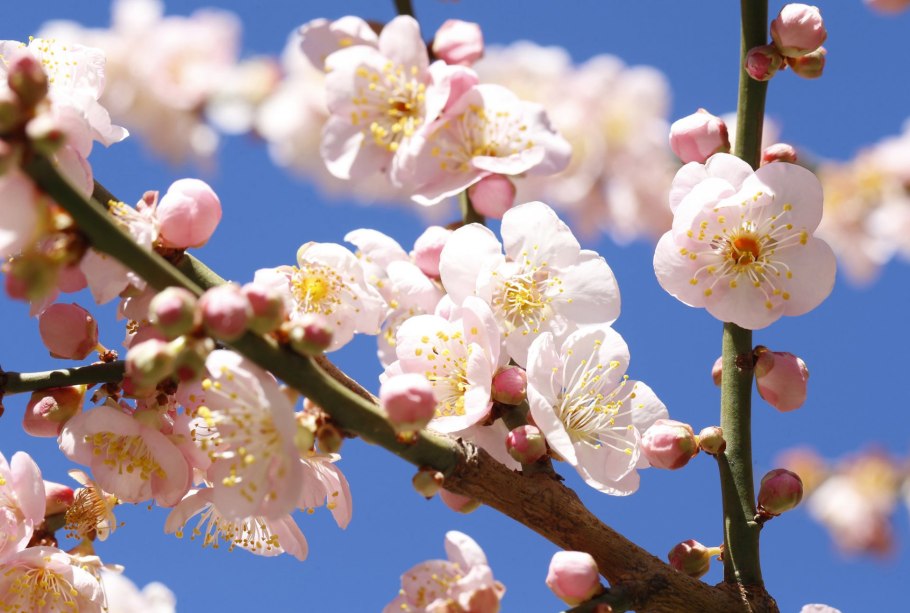 Цветение деревьев весной