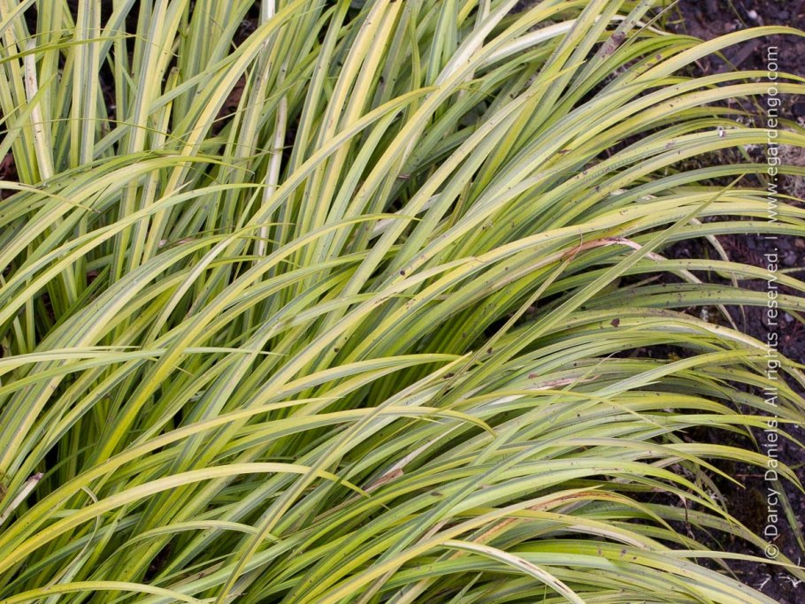 Акорус ГРАМИНЕУС