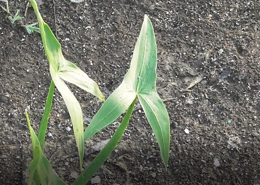 Стрелолист обыкновенный или Частуха