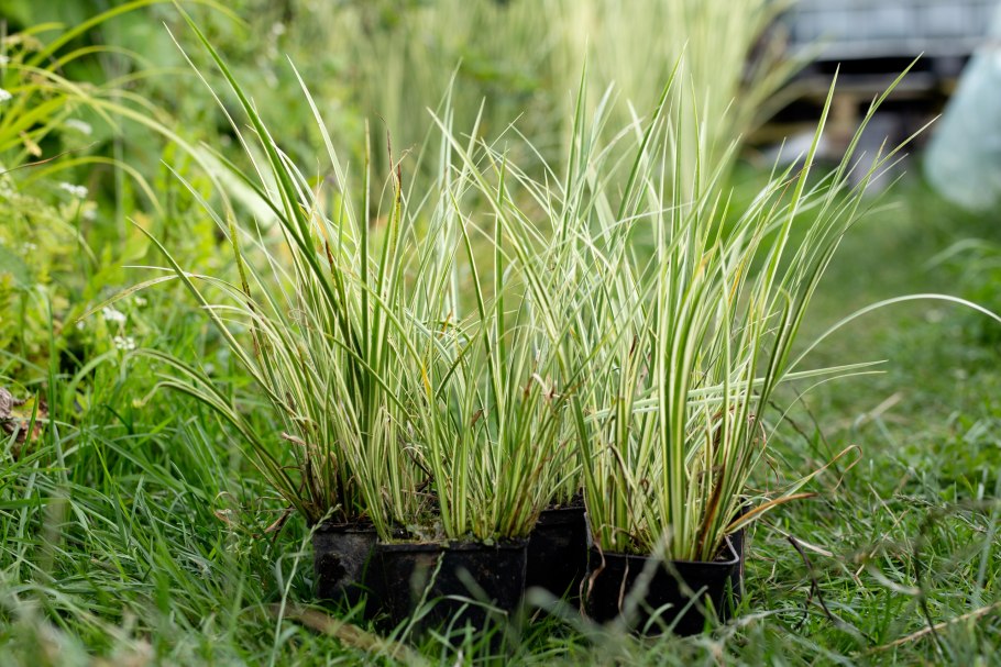 Частуха ланцетная