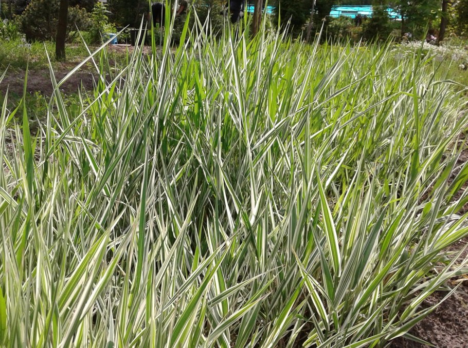 ЗАКУКЛИВАНИЕ овса