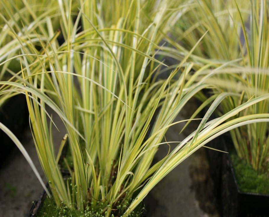 АИР Acorus gramineus ogon