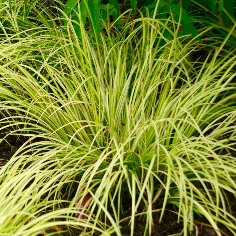 Осока висячая (Carex pendula)