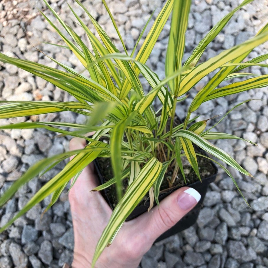 Стрелолист – Sagittaria