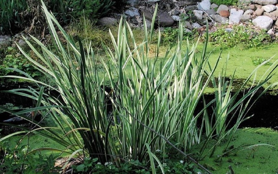Вейник Calamagrostis Overdam
