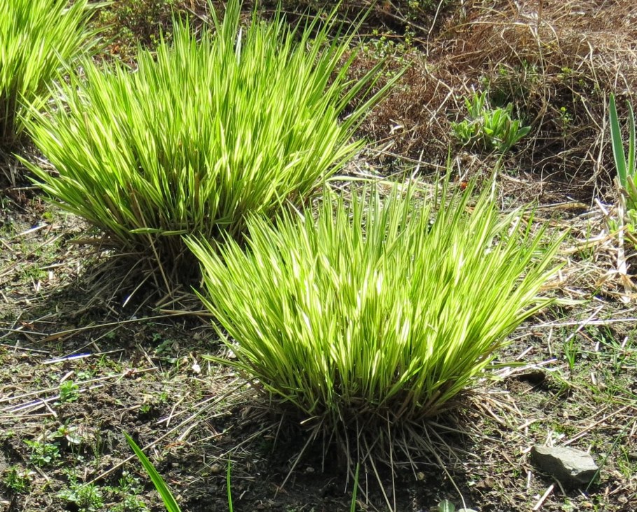 Ежеголовник обыкновенный