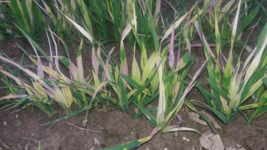 Ирис болотный variegata