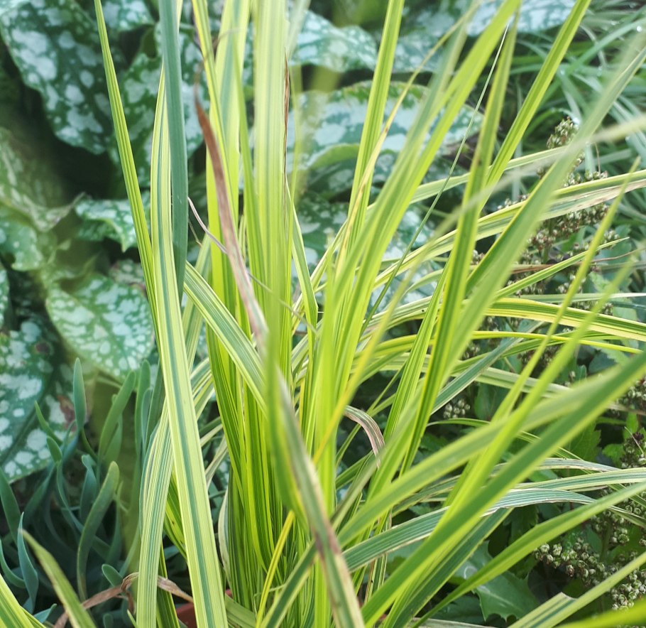 Осока Морроу Вариегата