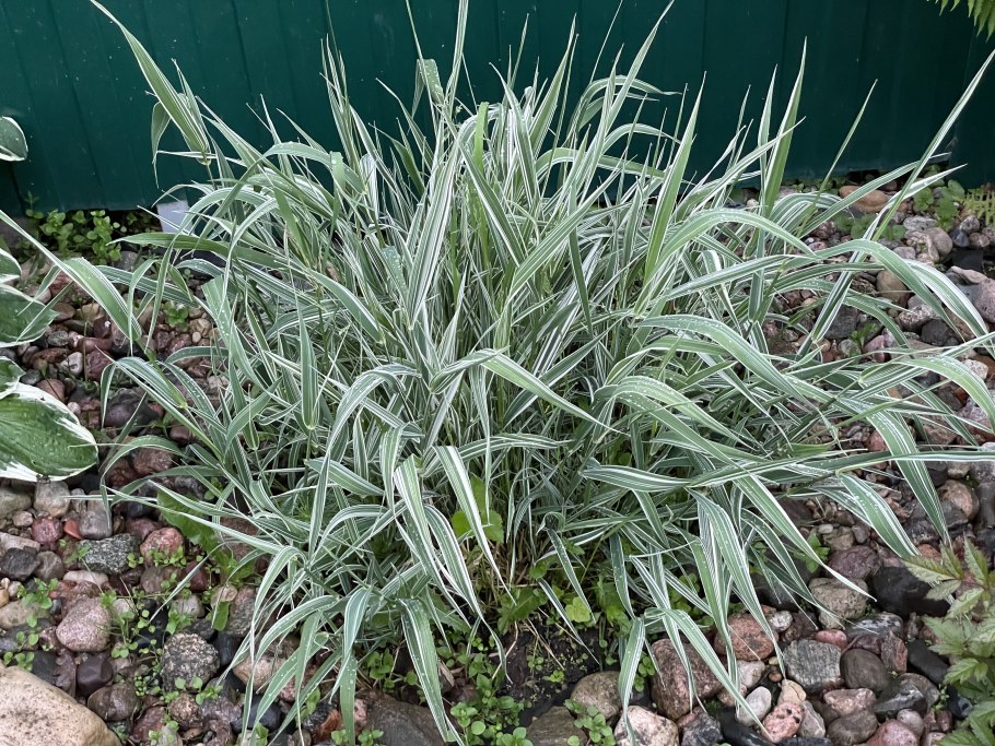 Хаконехлоя Beni Kaze