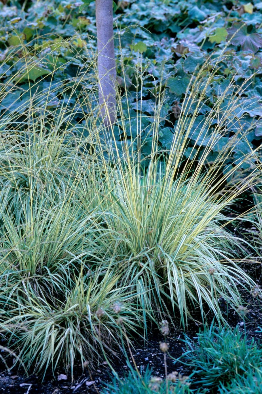 Осока Морроу Вариегата