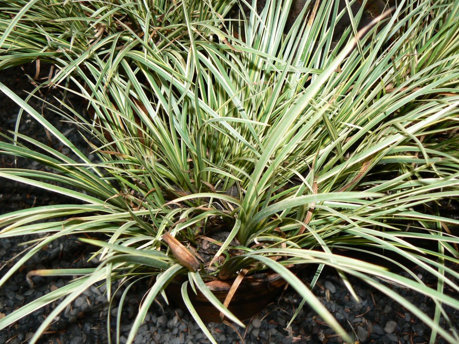 Осока Carex elata Aurea