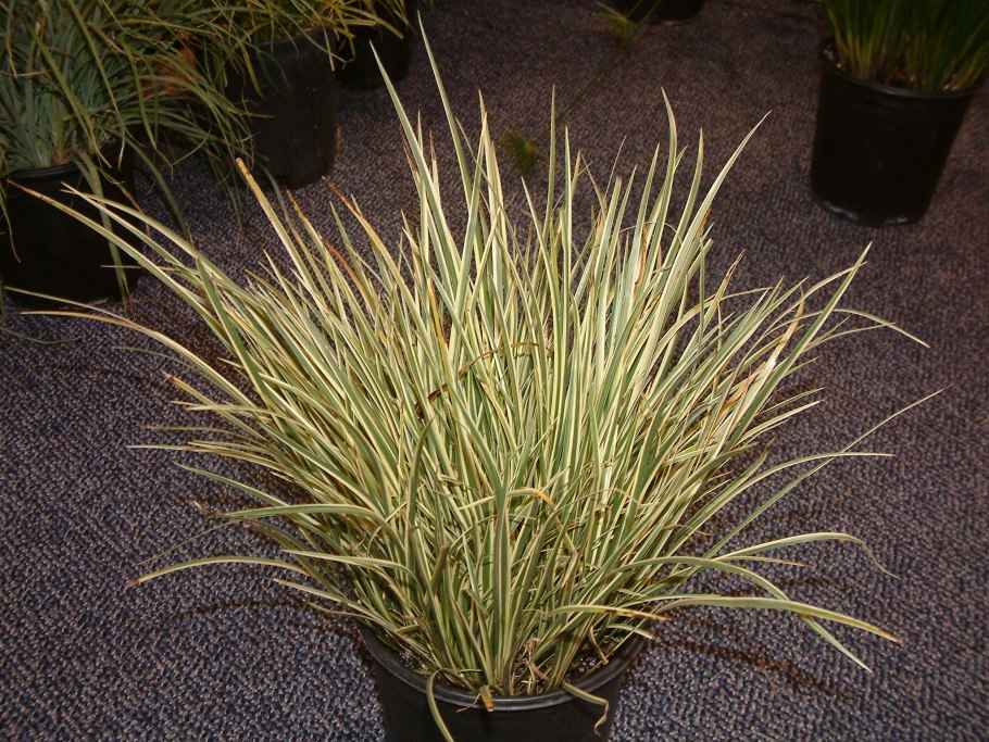 Стрелолист вариегатный