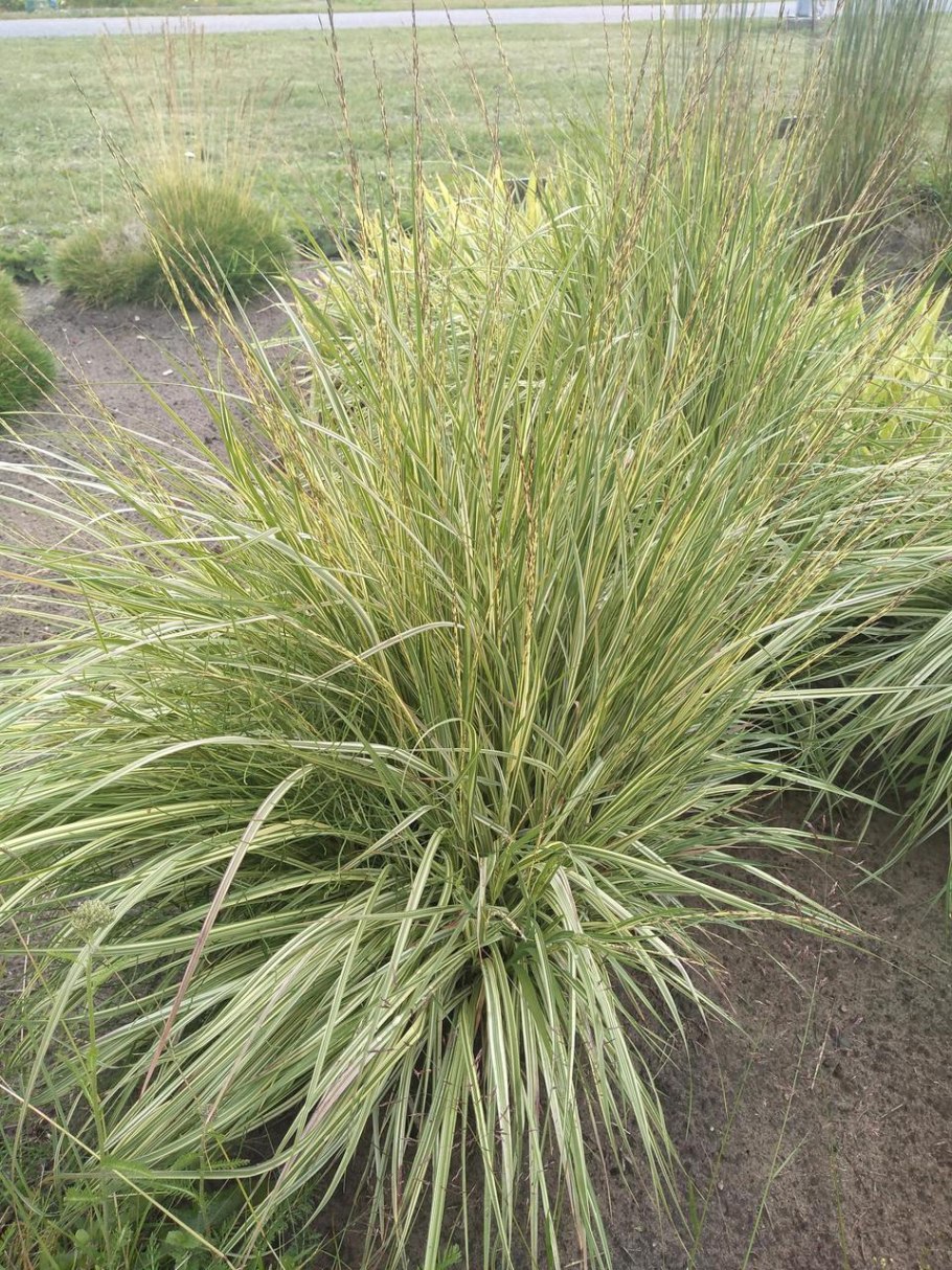 Осока Морроу (Carex morrowii 'variegata) р9
